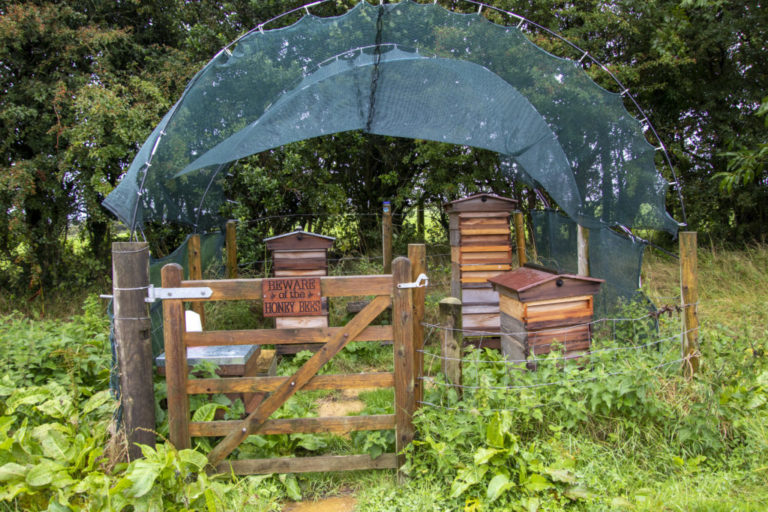 2019_08_14-Beehive-compound_6212-1024x683