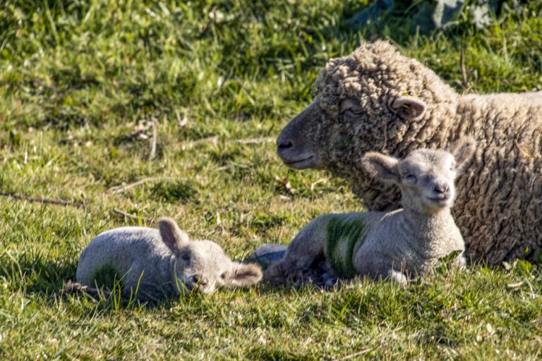 2020_04_17 No 42 with lambs 7967 shaddow FINAL