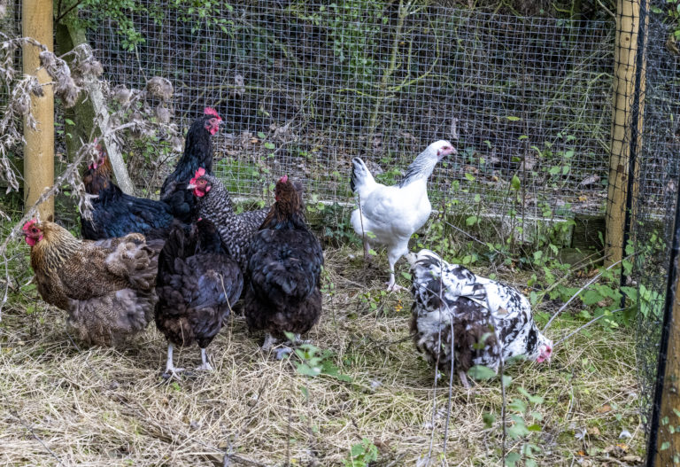 2022_10 Chickens 2591
