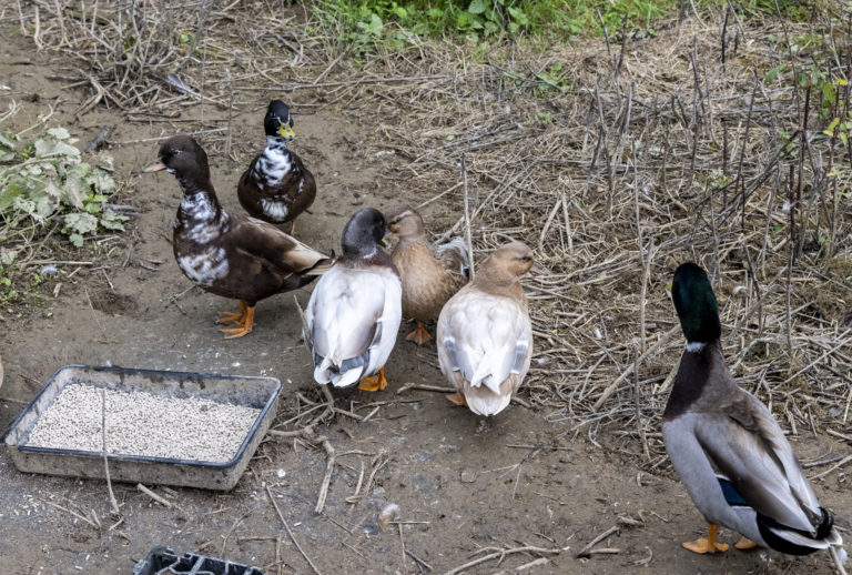 2022_10 Ducks 2581