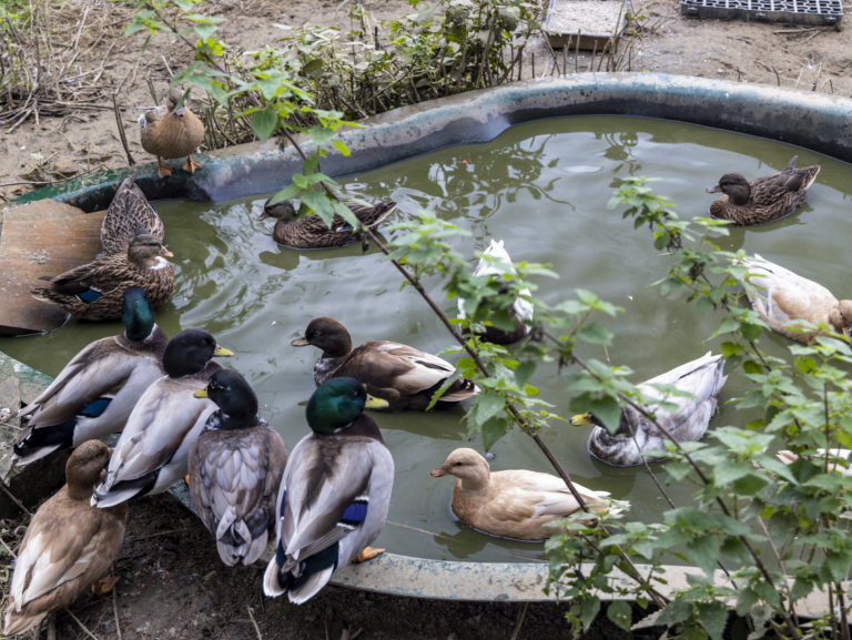 2022_10 Ducks 2593