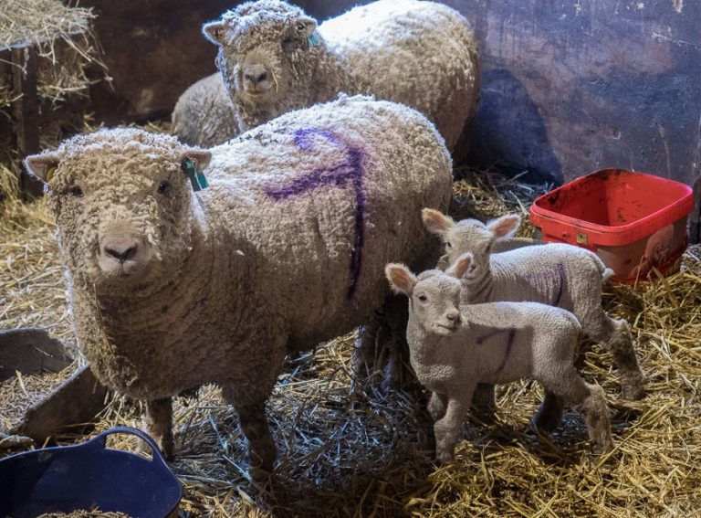 No 7 with lambs