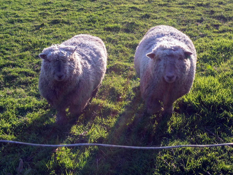 Sheep in the pad by max