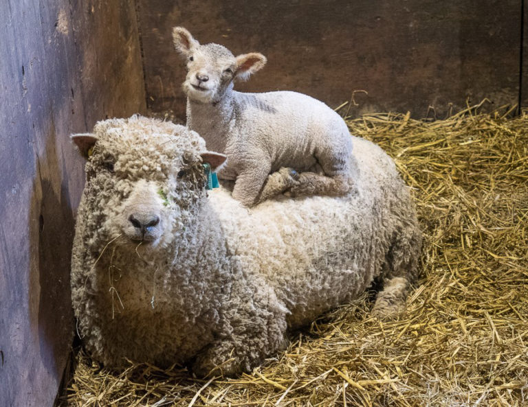 lamb on mum by max